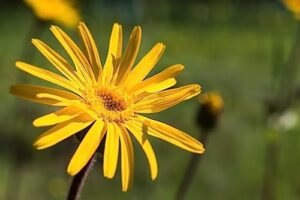 Weleda Arnica Muscle Soak, 6.8 Ounce - Image 6