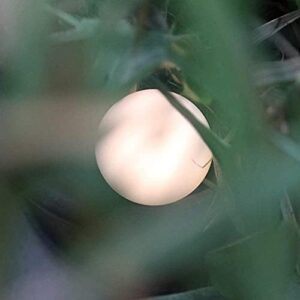 Anico EASZZZ Baby Night Light, Nursery Night Lamp for Breastfeeding, Soft BPA Free Silicone Touch Night Lamp, Eye Caring, Easy Flip Design, Stepless Dimming, 1-Pack - Image 7